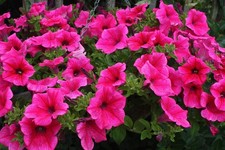 20   X   SURFINIA  TRAILING