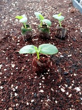 4 x CUCUMBER PLANTS - Burpless