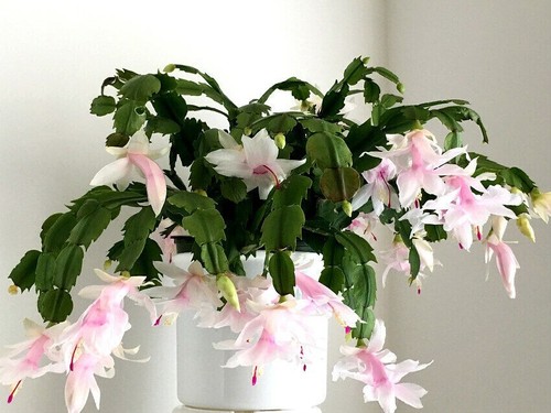 White christmas cactus - white,