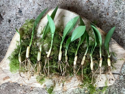 Freshly lifted organic - ,