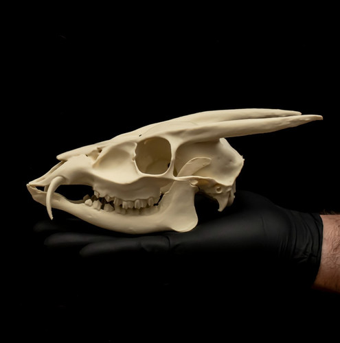 Muntjac deer skull replica - deer,