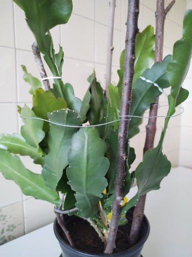 Epiphyllum orchid cactus plant - epiphyllum,