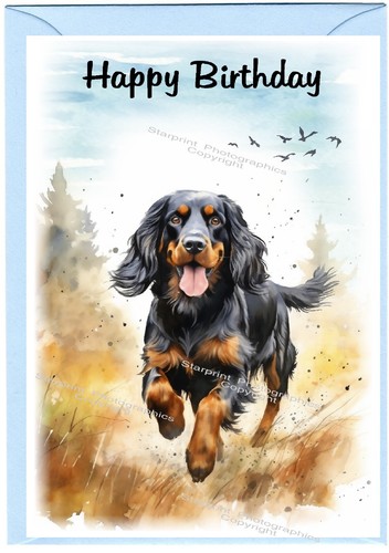 Gordon setter dog - gordon,