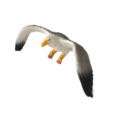 Animal Models Toy Simulation