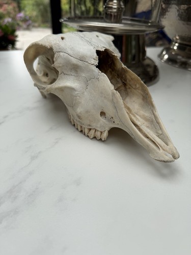 Old animal skull - old,