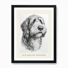Old English Sheepdog Line