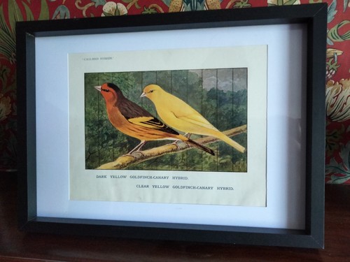 Vintage bird print - bird,