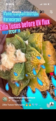 Gorgeous plant zilla - gorgeous, zilla-tusus
