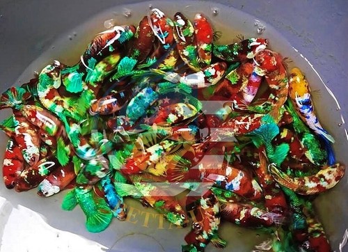 Live betta fish - live,