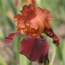 Iris germanica NATCHEZ TRACE