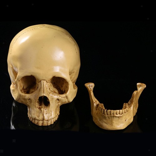 Human skull replica - skull, resin