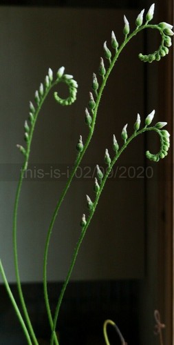 Carnivorous plant drosera - carnivorous,
