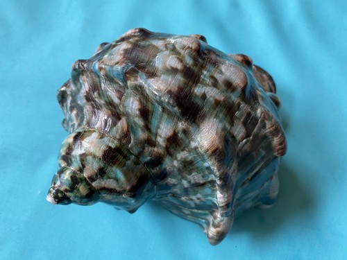 Turbo marmoratus green - marmoratus,