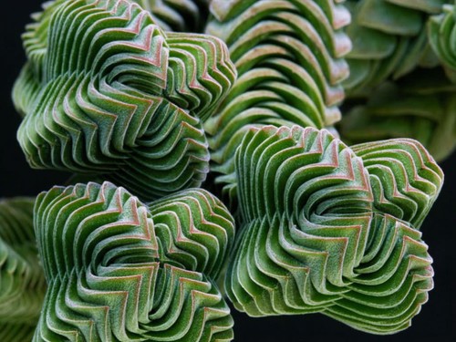 Buddha temple crassula - crassula, |