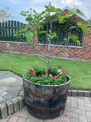 Large oak half whisky barrel - oak,