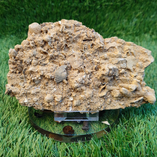 Large jurassic coral and shell - coral,