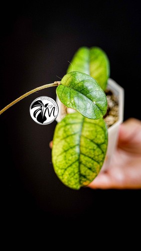 Hoya motoskei full plant - hoya,