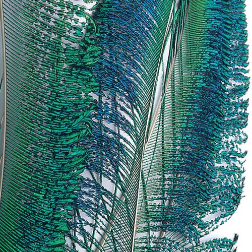 Peacock ord tails fly - peacock,