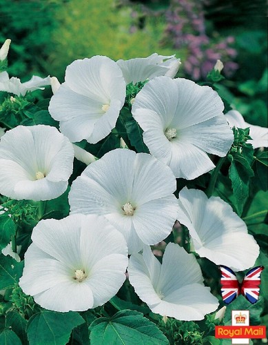 Lavatera seeds pure - seeds, “pure