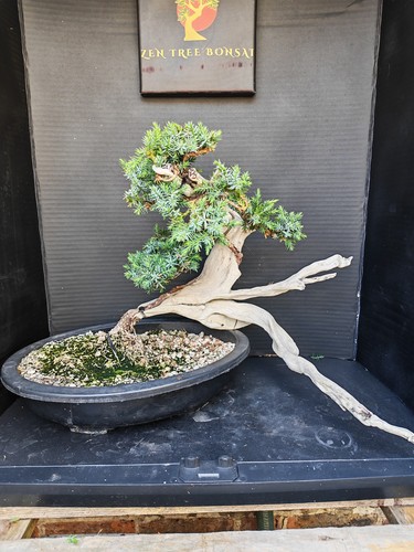Tanuki needle juniper bonsai - needle,