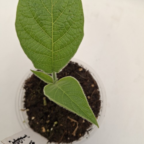 Brugmansia double white rooted - brugmansia,