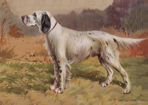English setter dog greeting - english,