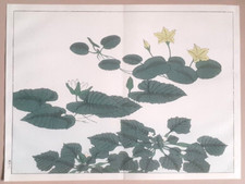 HOITSU SAKAI WATER LILY