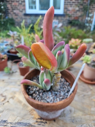 Large kalanchoe luciae oricula - large,
