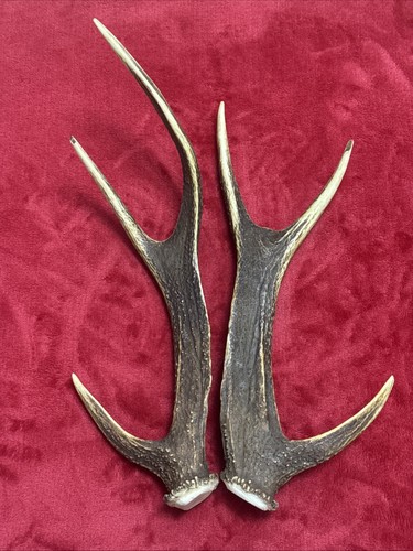 Pair sika deer antlers - of,