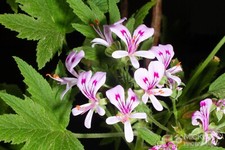Pelargonium citronellum 5 - pelargonium, citronellum,
