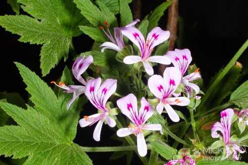 Pelargonium citronellum 5 - pelargonium,