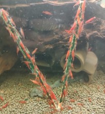 Shrimp Lollies/Spirulina