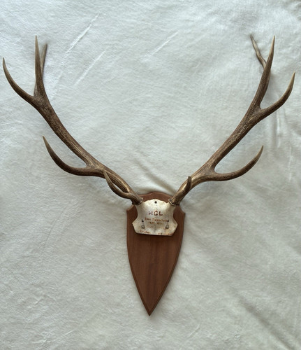 Red deer antlers - antlers, mounted