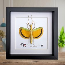 Tagesoidea nigrofasciata, yellow umbrella stick insect, framed stick insect,