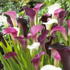 Mixed Colour Calla Lily Bulb Corm Lilies Perennial Gardening Summer Flower Plant