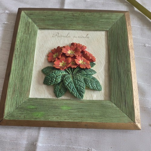 Vintage primula auricula - vintage,
