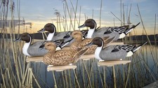 Duck Decoys set of 6  Flambeau Pintail  decoys 4 cocks 2 hens