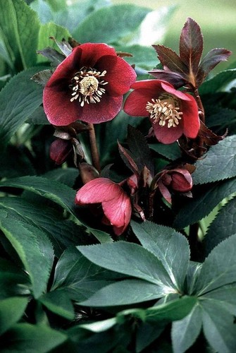 Garden helleborus red - 'red, winter