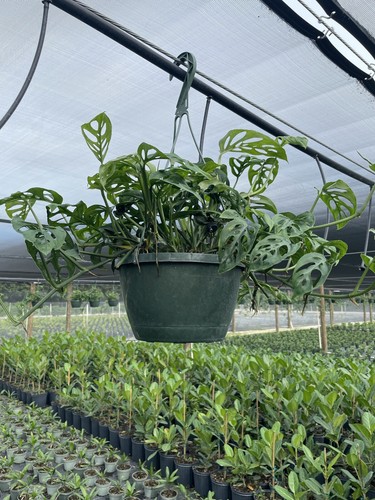 Monstera adansonii swiss - monstera,