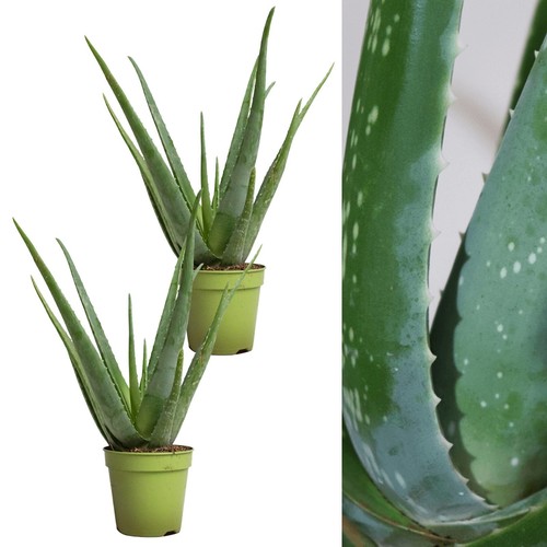 Aloe vera plants - aloe, plants)