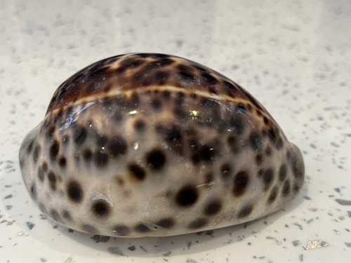 Tiger cowrie cyprea tigris - tiger,