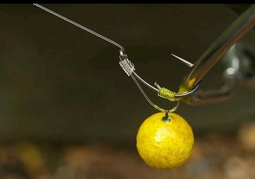 Iq2 rigs carp - d,