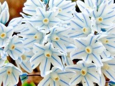 50 x STRIPED SNOWDROPS Spring Flowering PUSCHKINIA Perennial Garden Plant BULBS