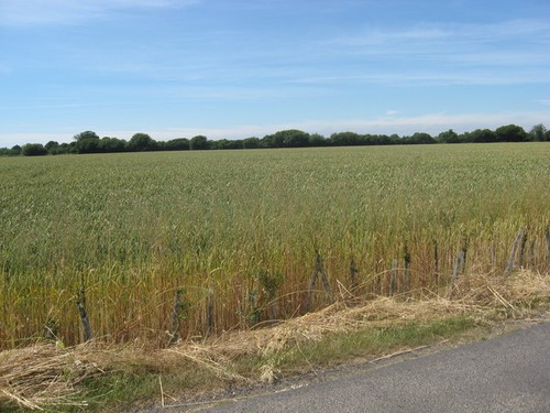 Photo arable crops adjacent - arable,