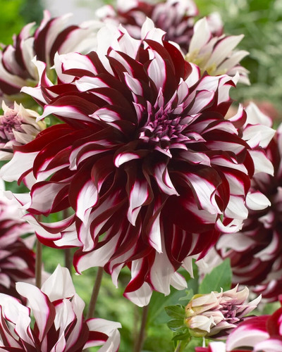 Tartan dinnerplate dahlia - tartan,