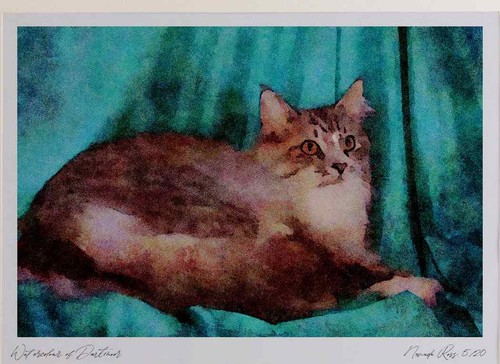 458045 maine coon silver - silver, tabby