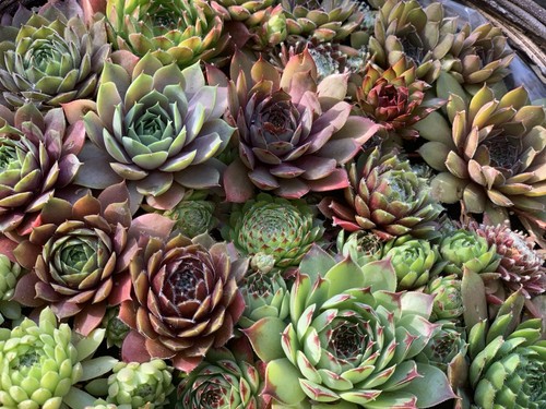 100 rooted sempervivum - 100,
