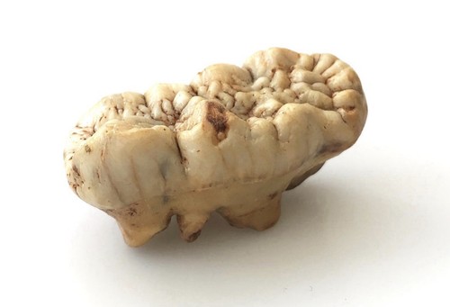 Genuine fossil ursus - genuine,