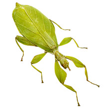 Green Leaf Insect Phyllium tobeloense bhaskarai Indonesian Specimen (F)