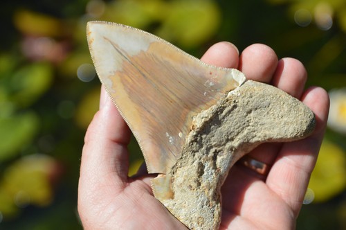 Genuine megalodon shark tooth - megalodon,